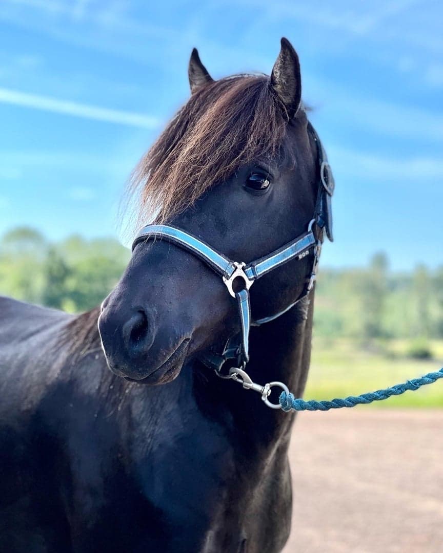 Bild 1 av Dyrðlingur frá Prestsbæ