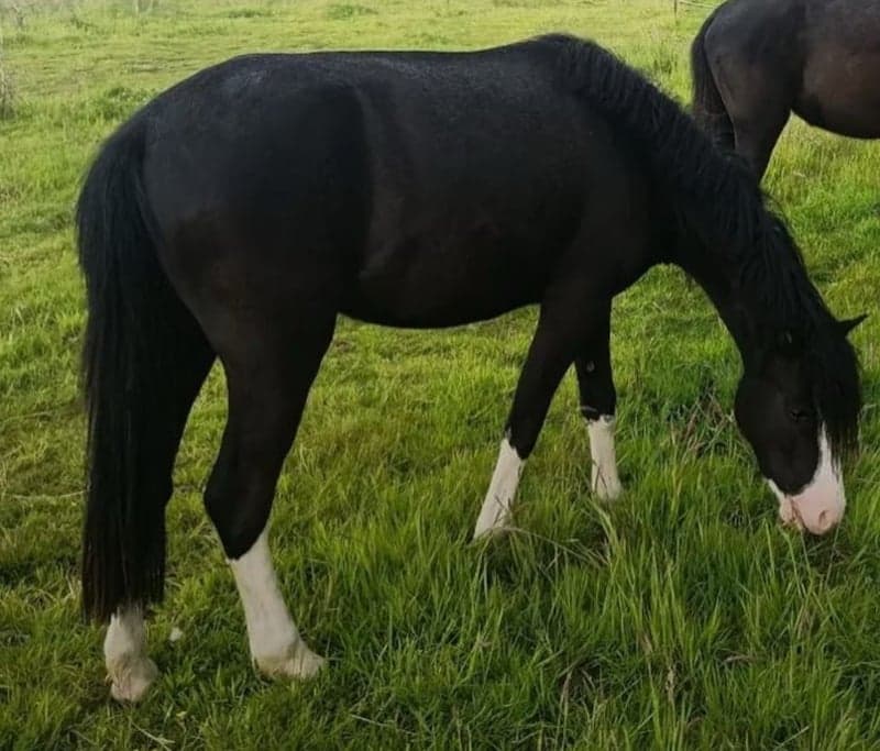 Bild 2 av Dream pony - wonderful young Welsh mare, black