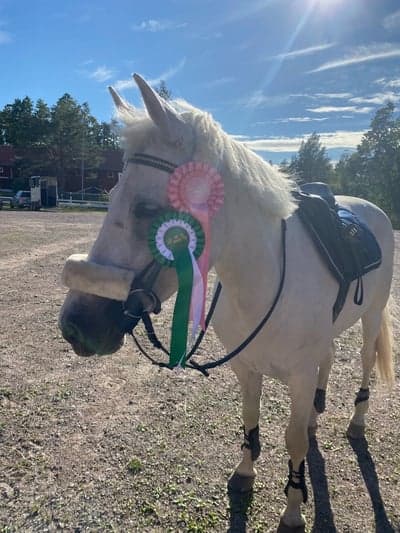 Inlägg 425 av Hoppning med titeln Wilda