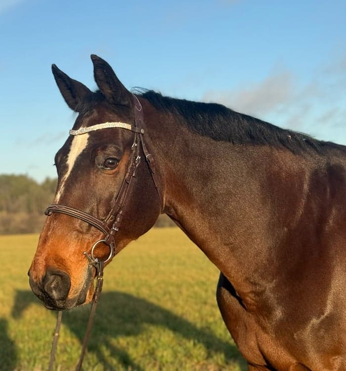 Media 1 av Navaro ter Putte