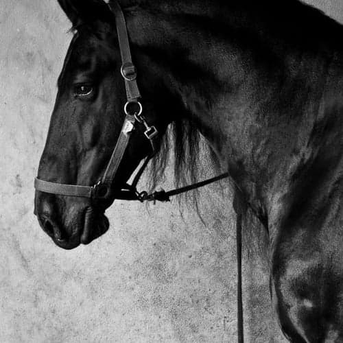 Profilbild av King Ceejay