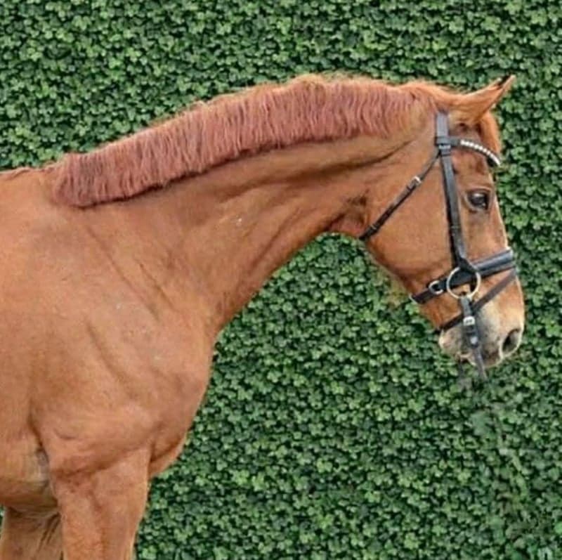 Bild 2 av Valack 162 cm