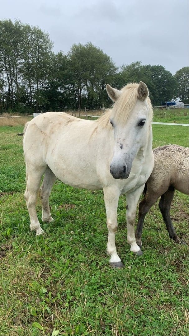 Media 1 of Oatfield Misty Dawn