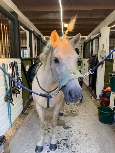 Inlägg 41 av Ponnytrav med titeln En unicorn