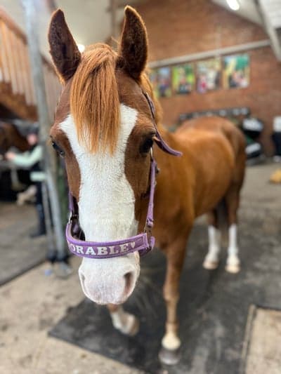 Inlägg 6 av Welsh Cob med titeln Sötchock 😍