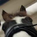 Profilbild av Svea E.