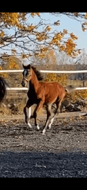 Profilbild av Little Diamond M