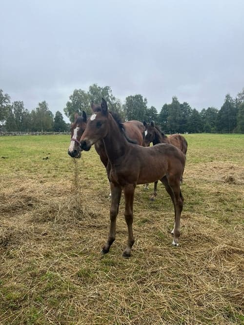 Bild av Snyggt & trevligt stoföl -25 med prestationsstam