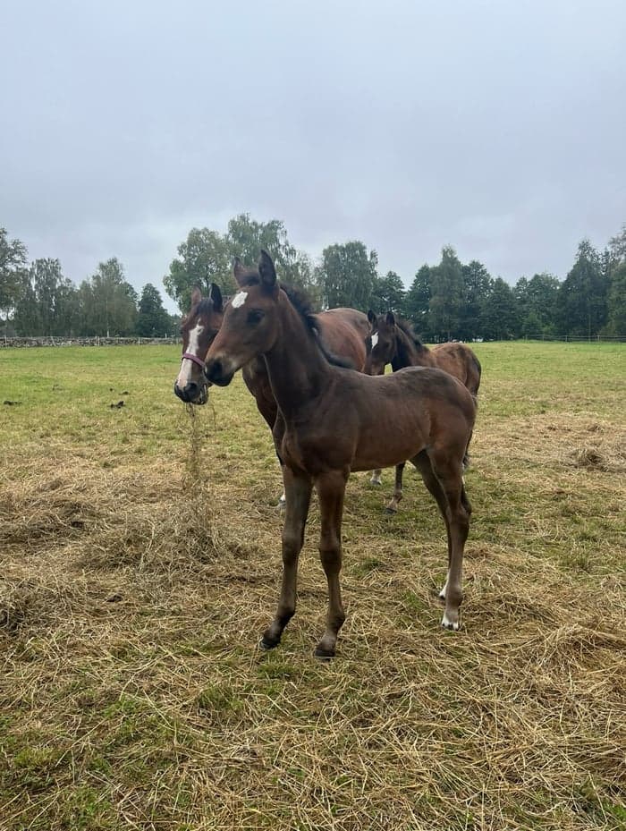 Media 5 av Angeleyes TBT (F.1) (SWB)