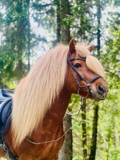 Inlägg 3 av Islandshäst med titeln På tur i varmen☀️🌲