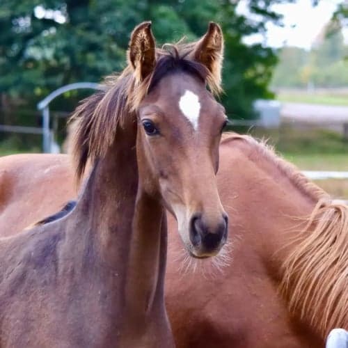Image of Fantastiskt trevlig, snygg & välstammad hingst e.Skyline to B f-25