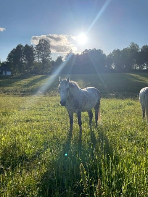 Bild av Maxad D-ponny