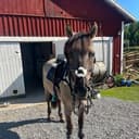 Profilbild av Croonan