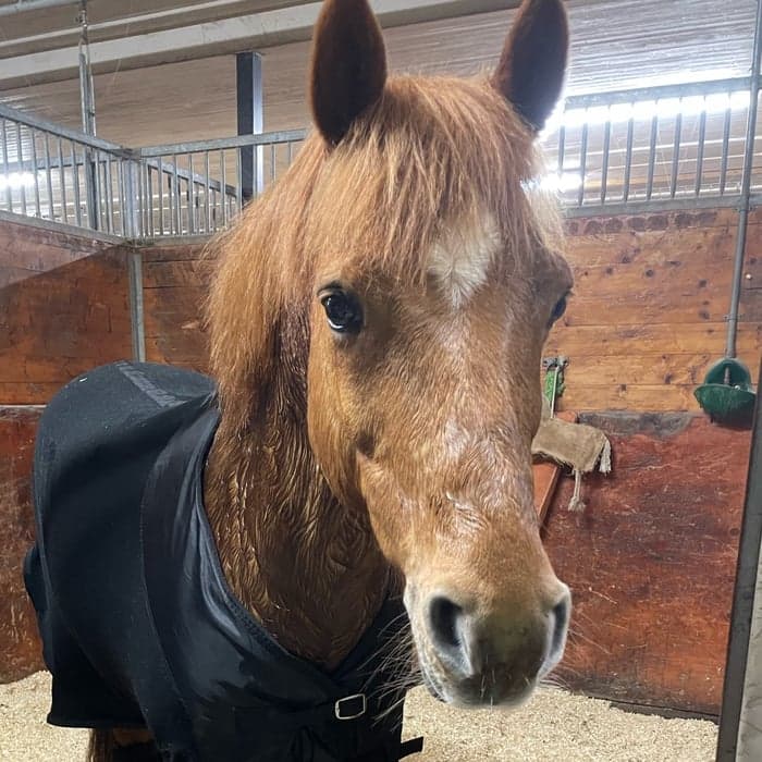 Media 1 of High-Tech du Chêne a Clous