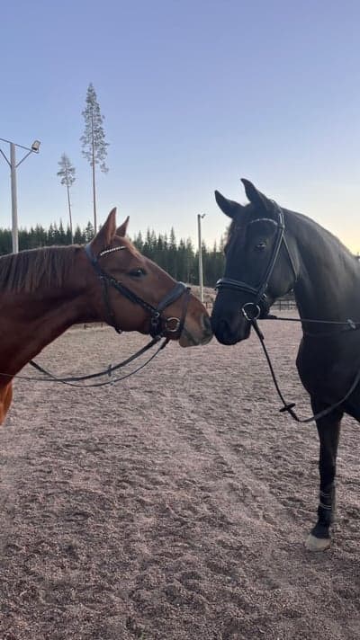 Inlägg 3 av Lusitano med titeln Rebujito trivs i grimnäs 🫶🏻