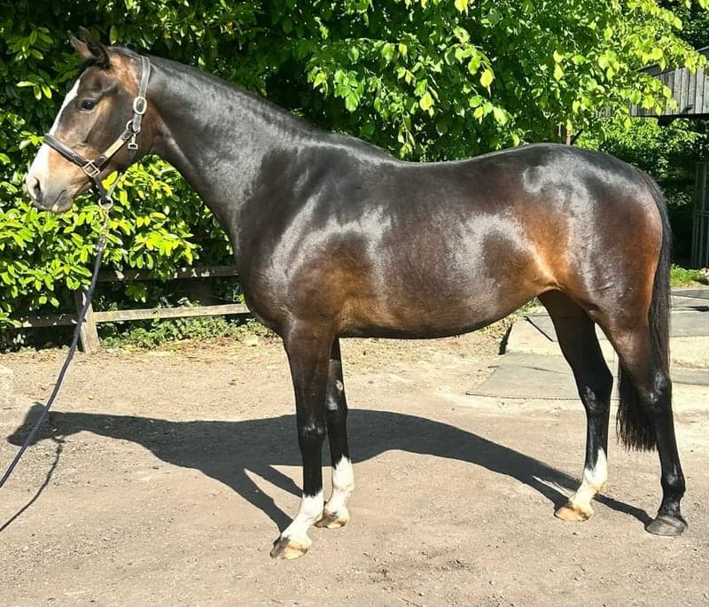 Bild 2 av Attraktivt sto