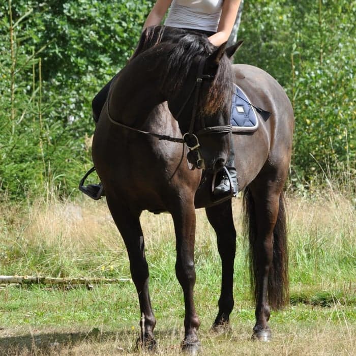 Media 1 of Escania's Perfection
