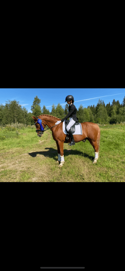 Inlägg 16 av Dressyr