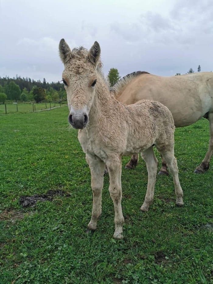 Media 1 av Kotens Captur