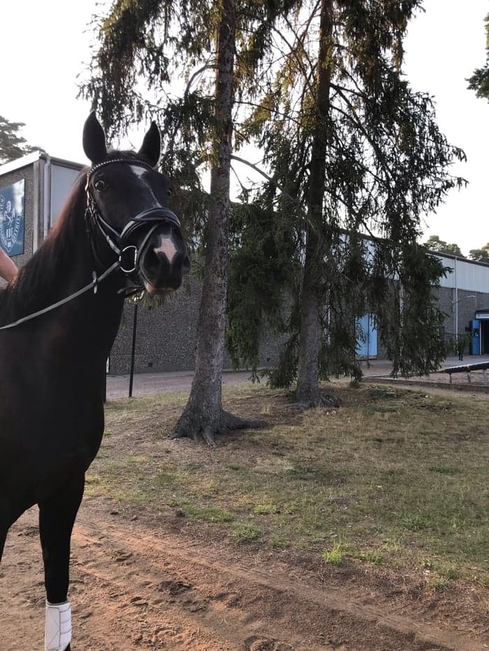 Media 1 av Sir acteur