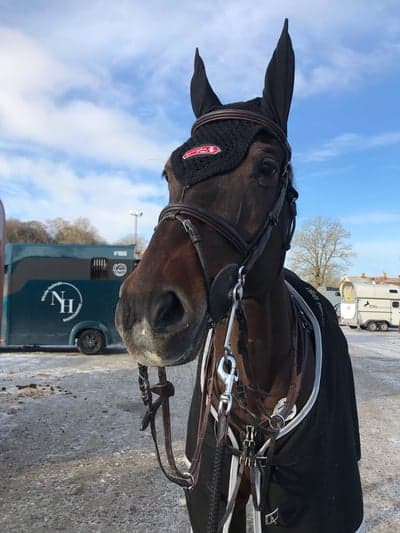 Inlägg 10 av Holsteiner med titeln Captain felfri i dagens 135⚡️⚡️