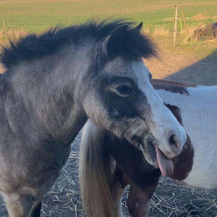 Media 1 av Portofino