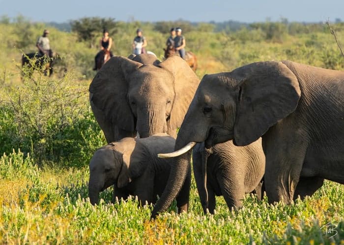 Media 2 av Utforska Tuli Block till häst – 7-nätters ridsafari i Botswana