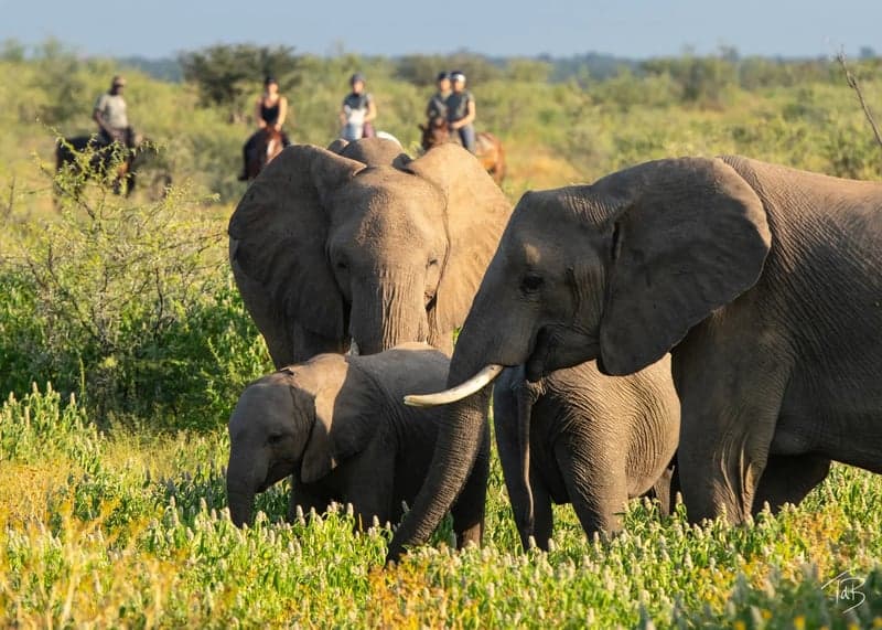 Bild 2 av Utforska Tuli Block till häst – 7-nätters ridsafari i Botswana