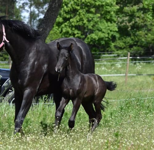 Bild av Snygg svart hingst ur ett fantastiskt prestationsmöderne