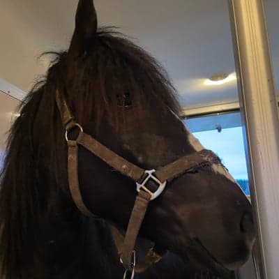 stilig elvis