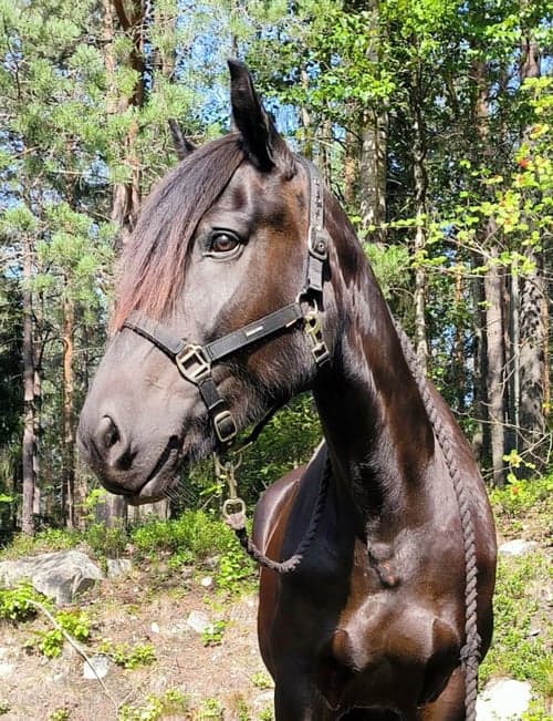 Bild av Kallblodssto i Piteå