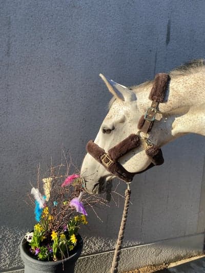 Inlägg 6 av Oldenburger med titeln 🐣🤍