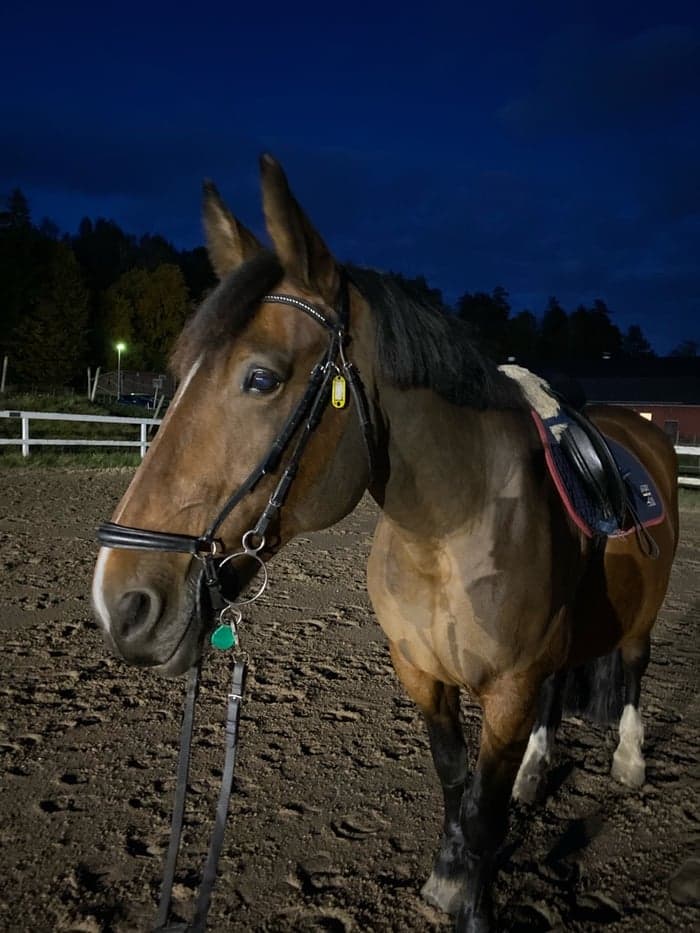 Media 1 of Cristmas sunnshine "sunny"