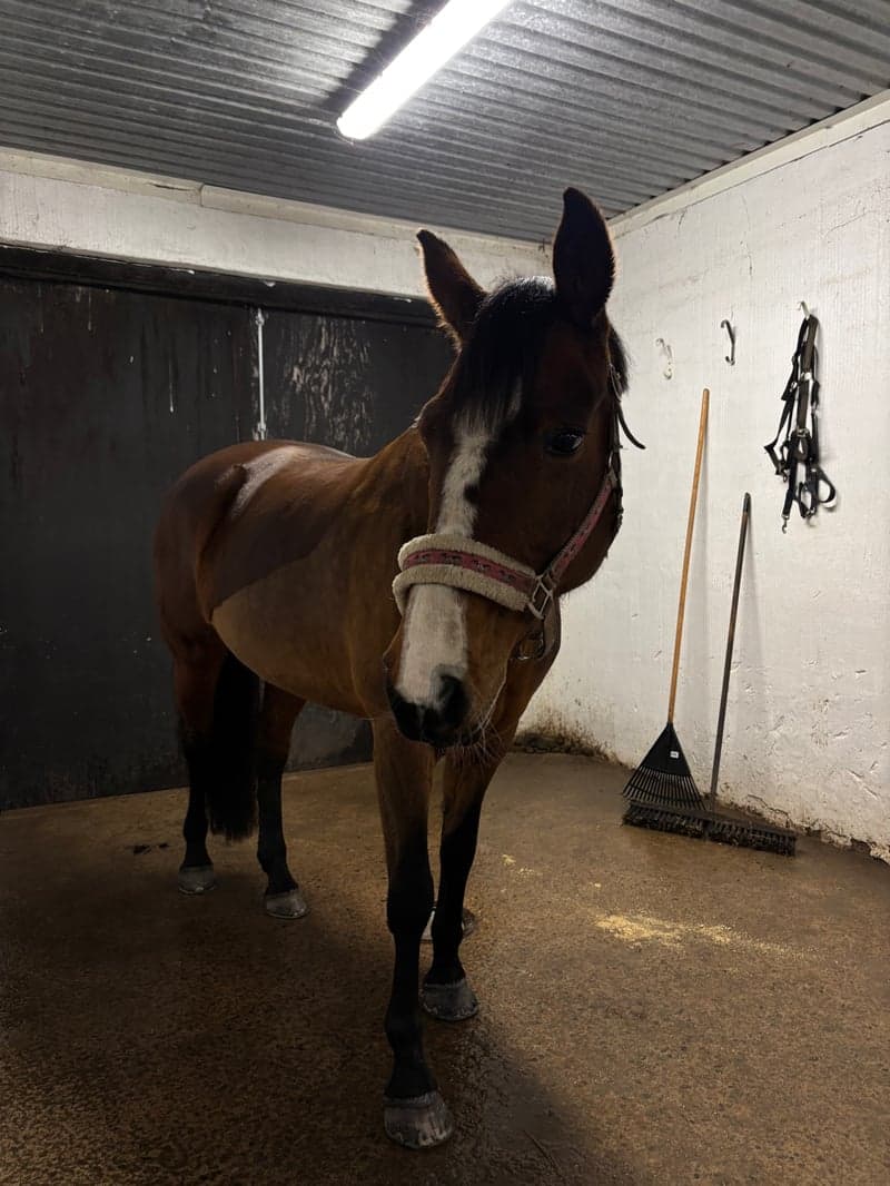 Bild 2 av Auburn Daisy Lady