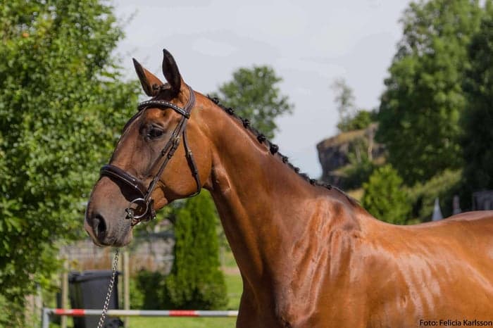 Media 2 av Brunt kandar träns från globus sport 