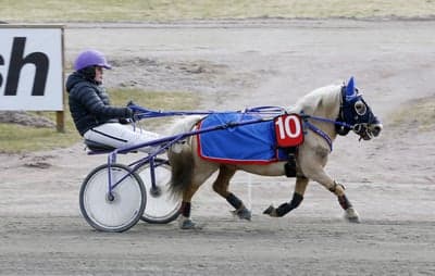 Inlägg 2 av Trav med titeln Ponnytrav 