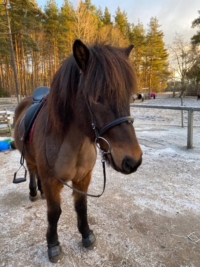 Media 1 av Timótéus från Haganäs
