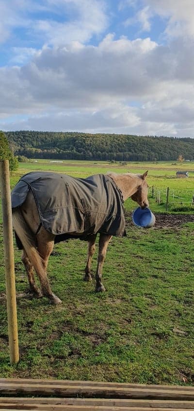 Inlägg 4 av Quarterhäst med titeln Unghäst?