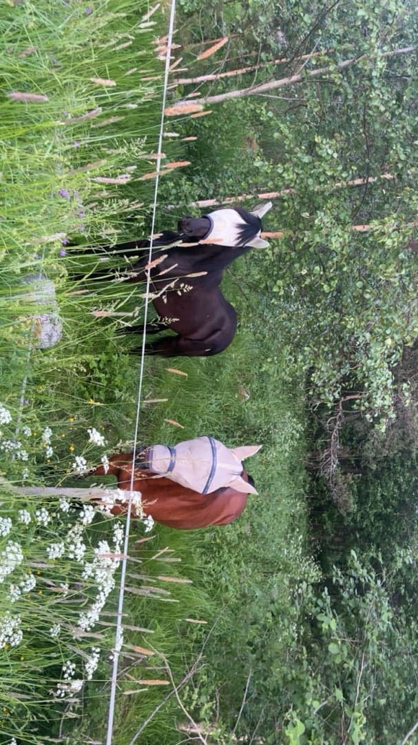 Media 7 av Blacktown Elwis