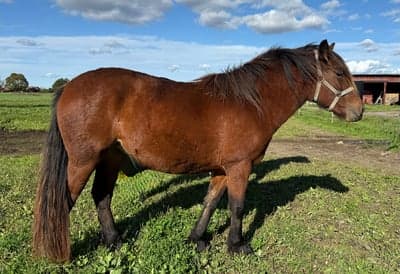 Inlägg 3 av Kallblodstravare med titeln Porträtt