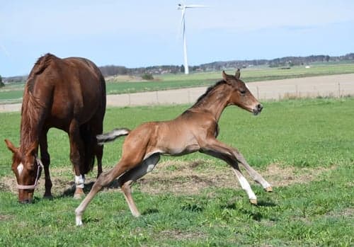 Image of Fantastiskt trevlig, snygg & välstammad hingst e.Skyline to B f-25