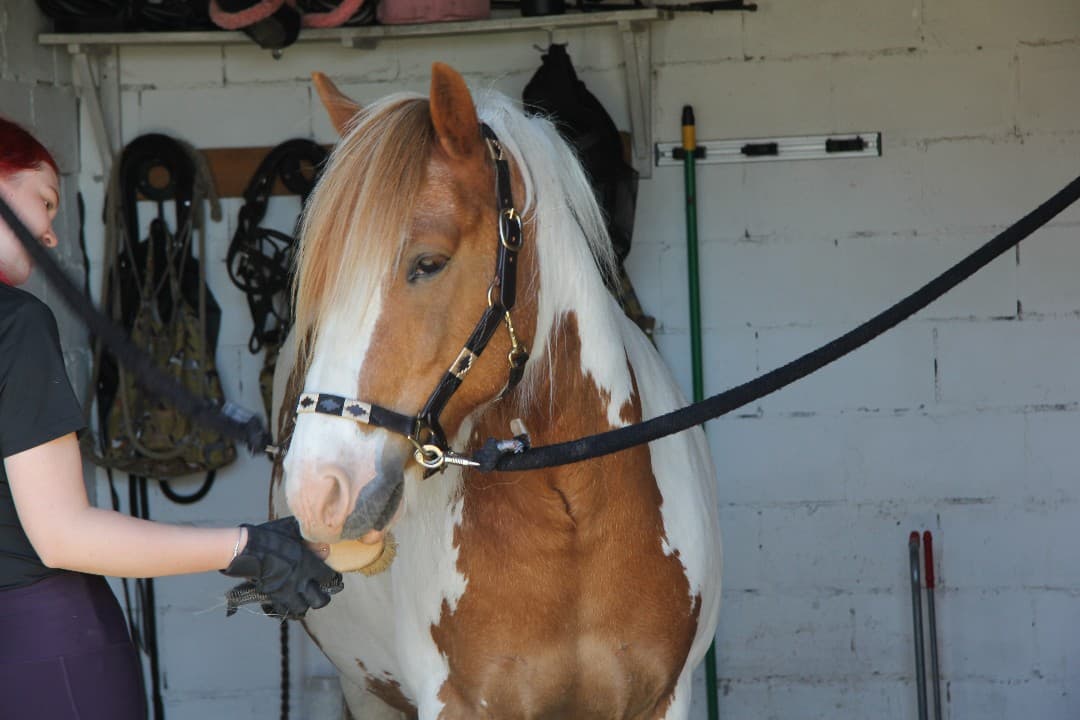 Image 1 of Ulvsekes Caruso