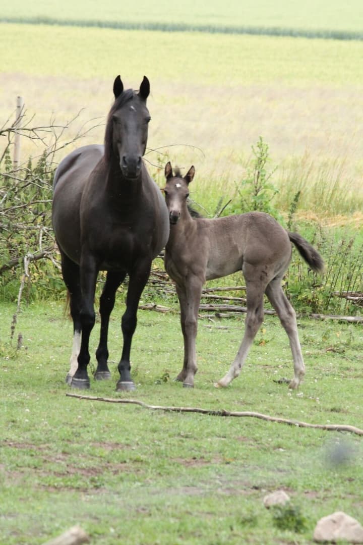 Bild 2 av Johnny Bravo