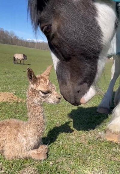 Inlägg 7 av Allround med titeln Bomle och nytillskottet