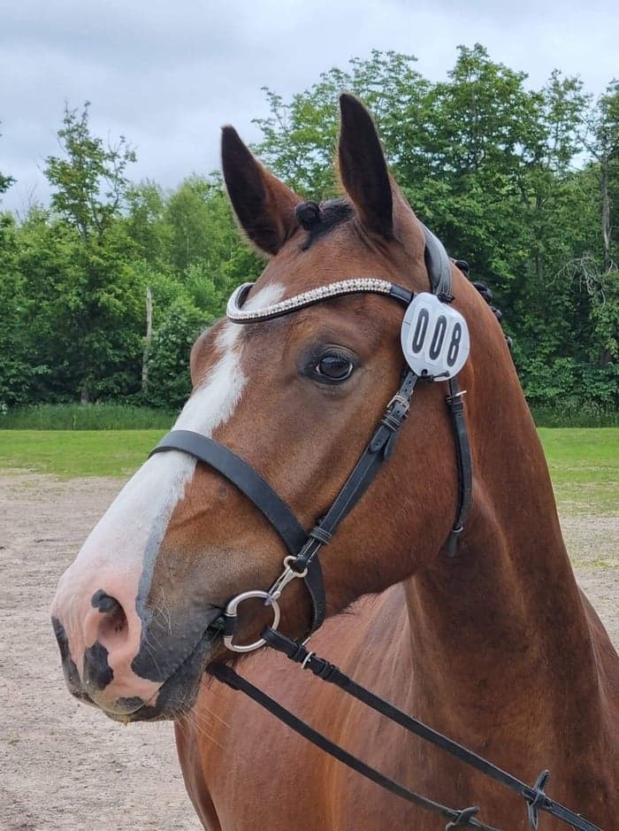 Media 1 av Arion FTW