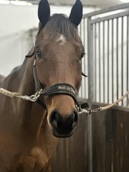 Bild av Lovande 4-åring!