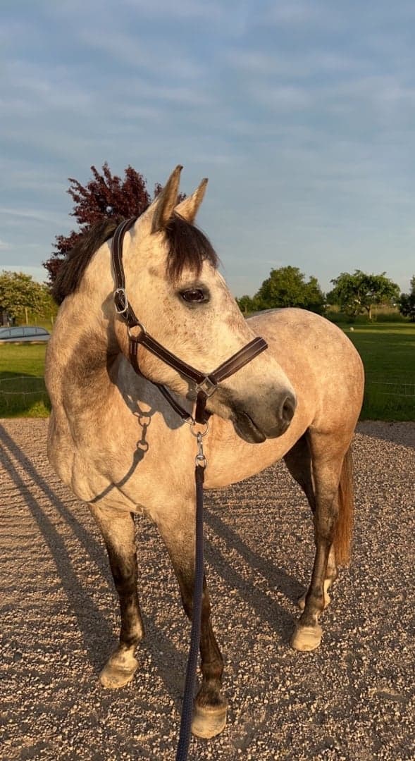 Media 1 av Hill shadow