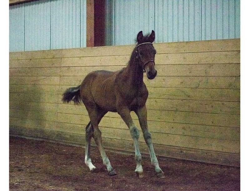 Bild 4 av Diamonds Eternity LH