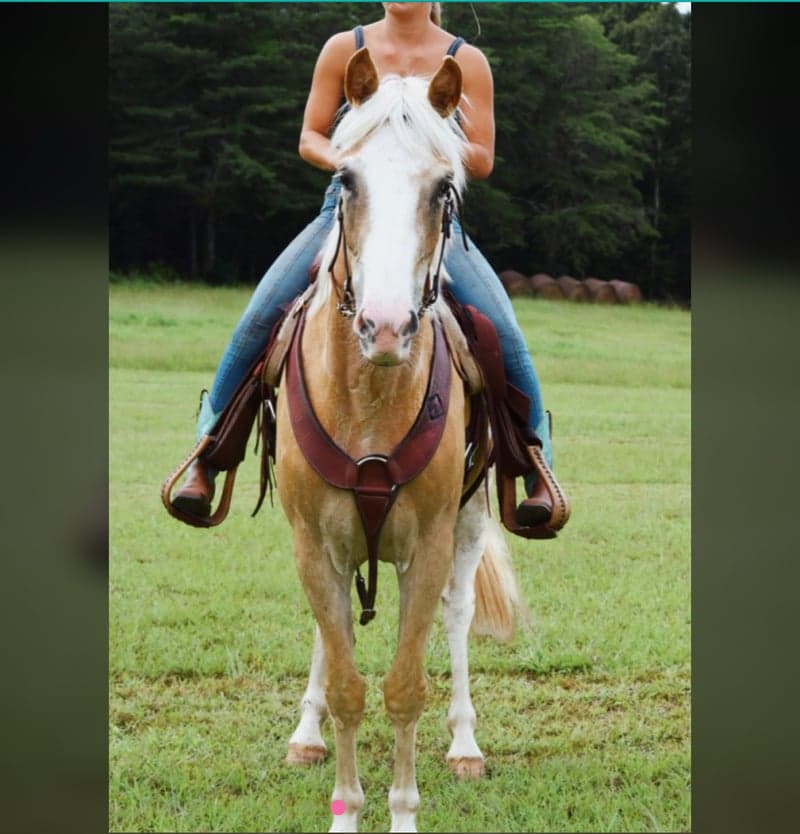 Bild 3 av Belgium filly dolly