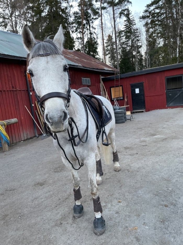 Media 1 av Hedegård's Number One